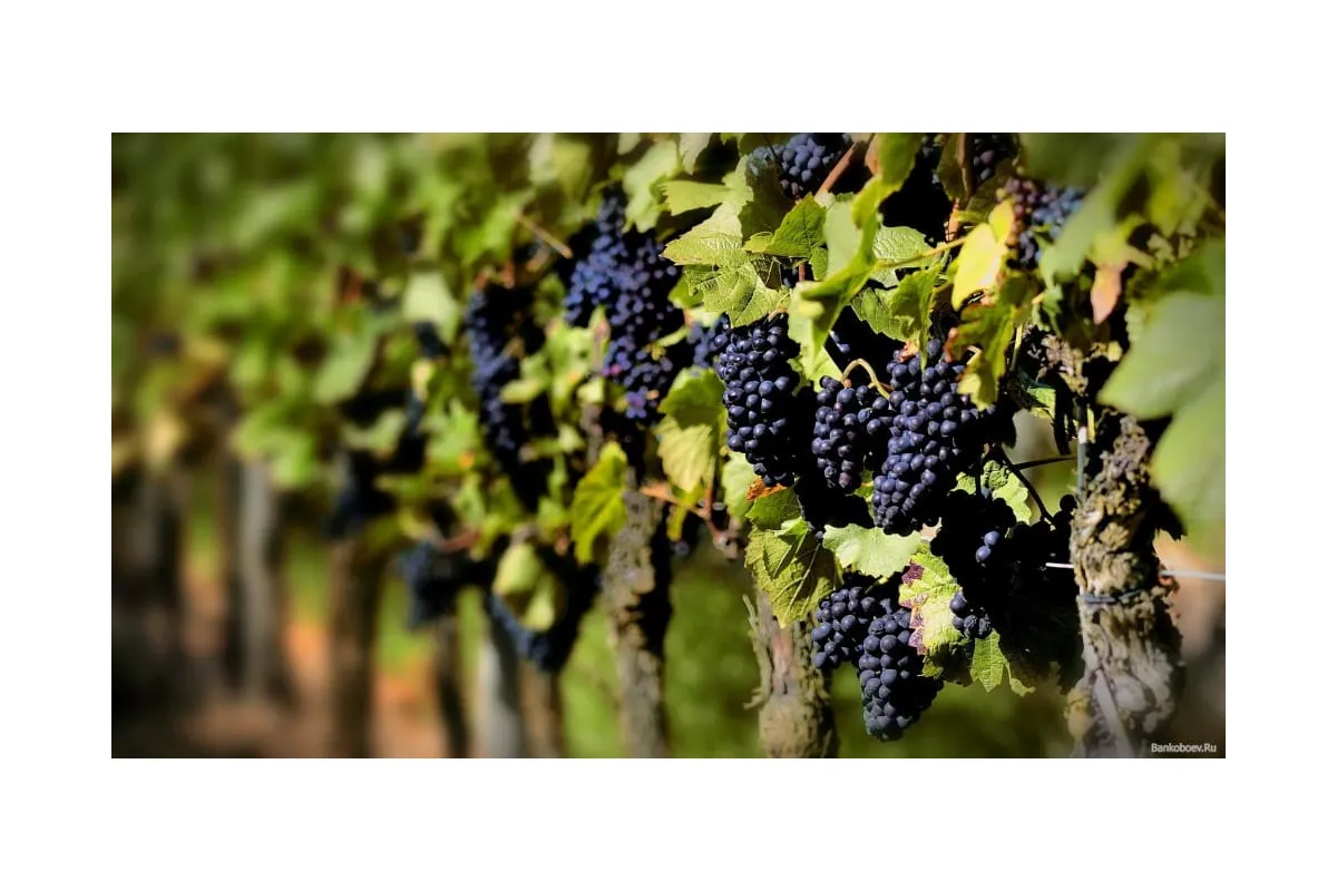 Новини України: Австралійські винороби рятують урожай кремом від засмаги