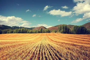 ​ЄС допоможе розвитку аграрної промисловості України
