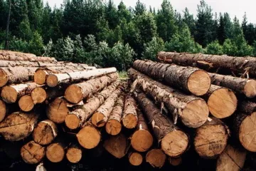 ​Деревообробники України готують страйк