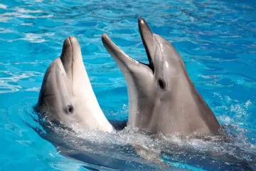 ​Київські дельфіни у небезпеці