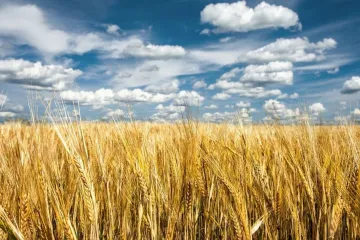​Експорт українських зернових культур збільшився у три рази