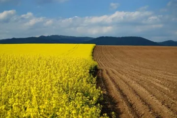 ​В Украине разрешили покупать-продавать землю. Какие ограничения предусмотрены принятым законопроектом