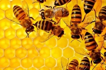 ​ 			 	  	Массовая гибель пчел на Днепропетровщине: Исследования выявили инсектицид 	  	 	  