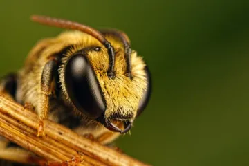 ​10 вещей, которые пропадут навсегда, если исчезнут пчелы
