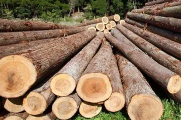 ​ 			 	  	На Закарпатье чиновника государственного лесхоза уличили в нелегальном сбыте древесины 	  	 	  