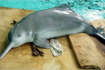 ​В Янцзы нашли китайского дельфина, который считался вымершим