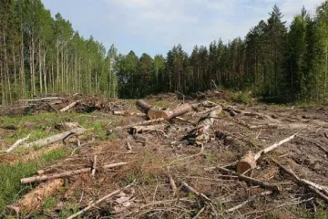 ​ 			 	  	В Україні закривають кримінальні справи про незаконну вирубку лісу через ухвалений депутатами закон 	  	 	  