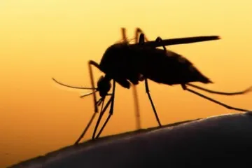 ​Ученые решили выпустить на волю миллионы комаров-мутантов