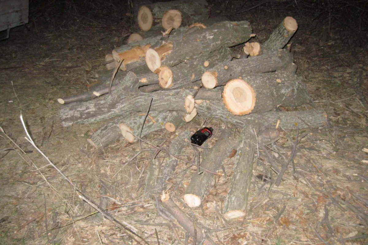 Раніше судимому за незаконну порубку дерев повідомлено про підозру у скоєнні аналогічного злочину 