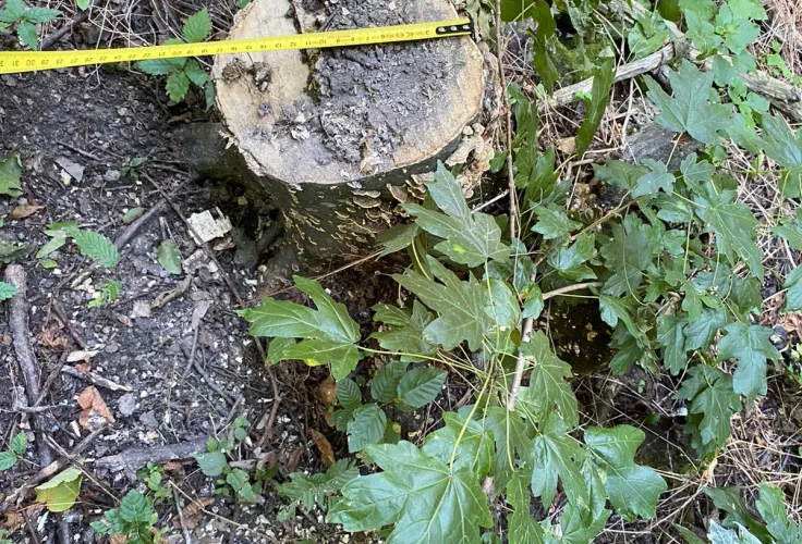  Незаконна порубка лісу на 2 млн грн - трьом учасникам ОЗГ повідомлено про підозру 