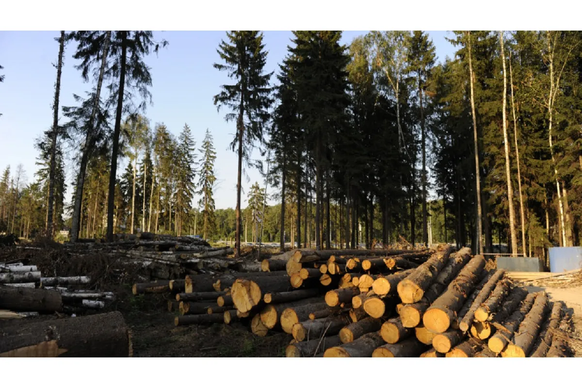 В Черновицкой области коррупционеры массово вырубают леса