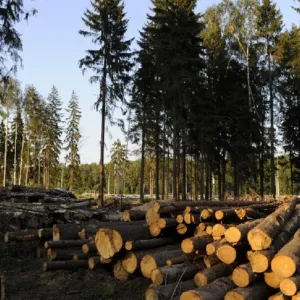 ​В Черновицкой области коррупционеры массово вырубают леса