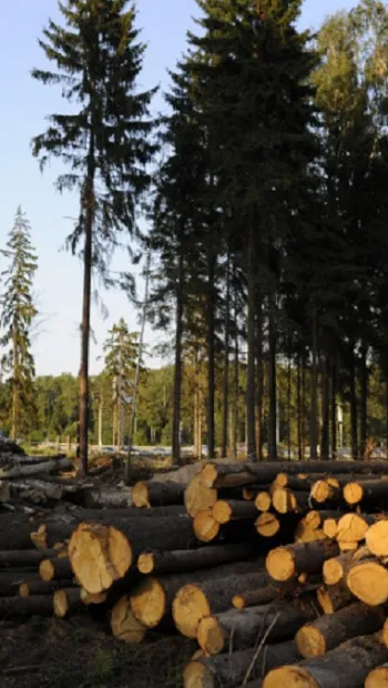 ​В Черновицкой области коррупционеры массово вырубают леса