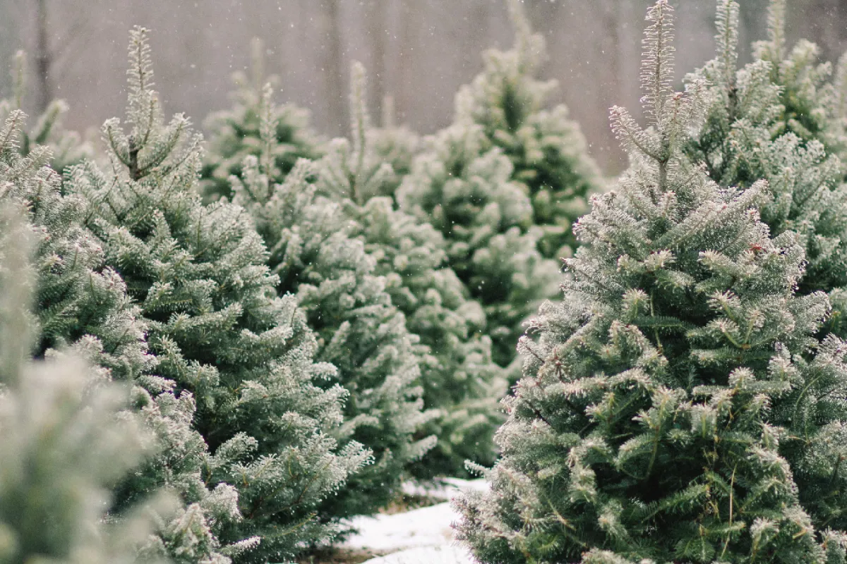 Хмельницькі різдвяні дерева вже готові прикрасити оселі жителів області