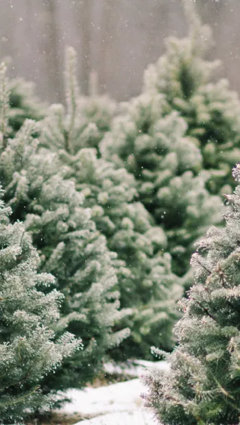 ​Хмельницькі різдвяні дерева вже готові прикрасити оселі жителів області