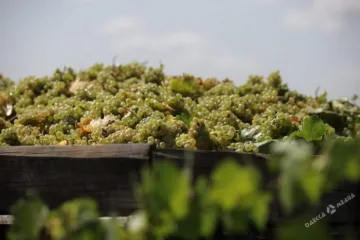 ​Сбор урожая для благородного напитка: как и где в Одесской области собирают виноград (фото)