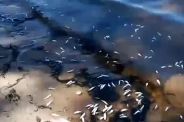 ​Днепр отравили. В черкасской области находят сотни дохлых рыб и раков. Видео