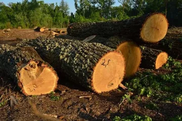 ​За сприяння незаконній порубці дерев у суді відповідатиме голова селищної ради