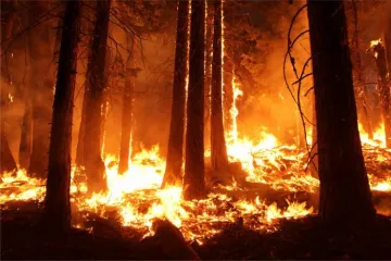 ​В России горит миллион гектаров тайги. Фото