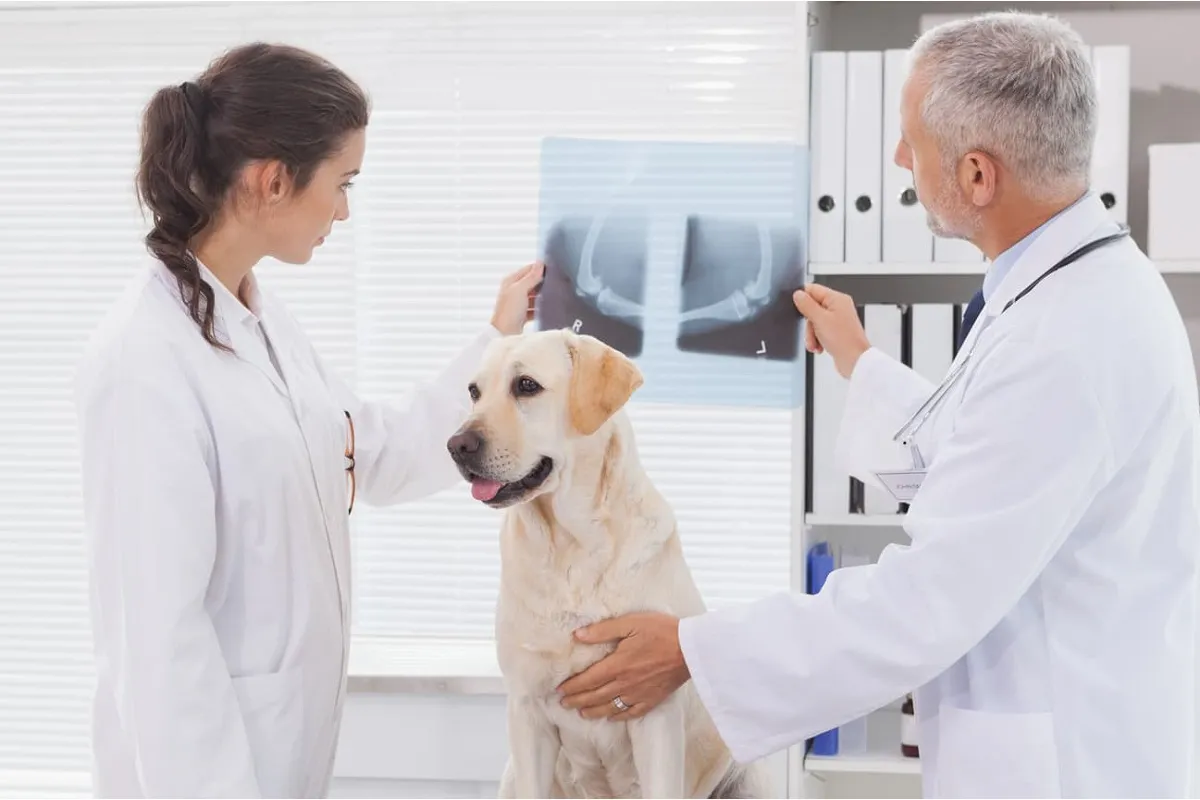 Применение рентгеновского оборудования в ветеринарии