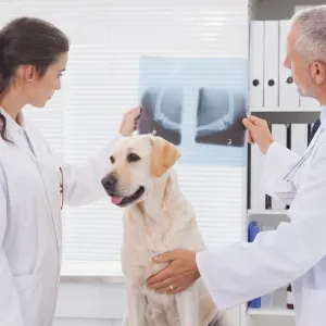 ​Применение рентгеновского оборудования в ветеринарии