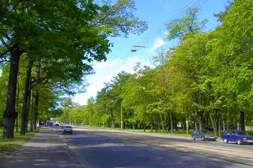 ​Мінрегіон планує змінити норми висадки і поливу дерев у містах