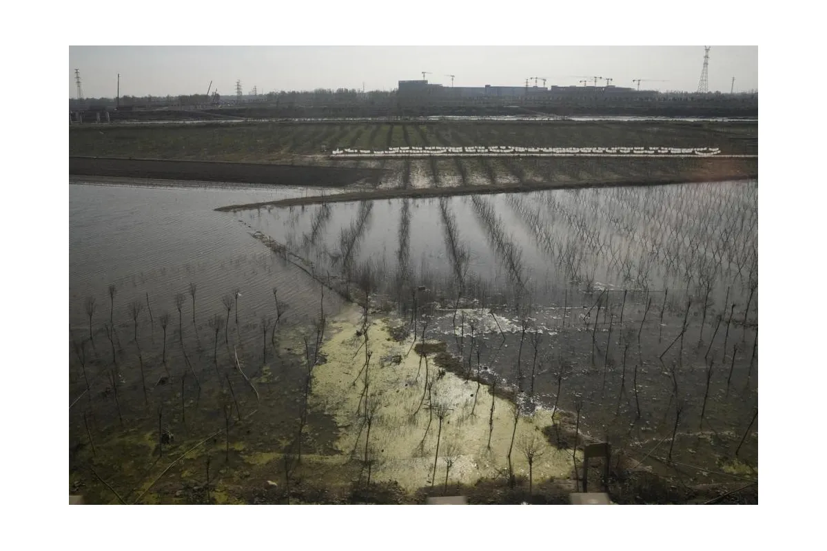Продовольча та сільськогосподарська організація ООН: китайські фермери страждають через руйнівні повені