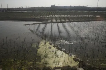 ​Продовольча та сільськогосподарська організація ООН: китайські фермери страждають через руйнівні повені