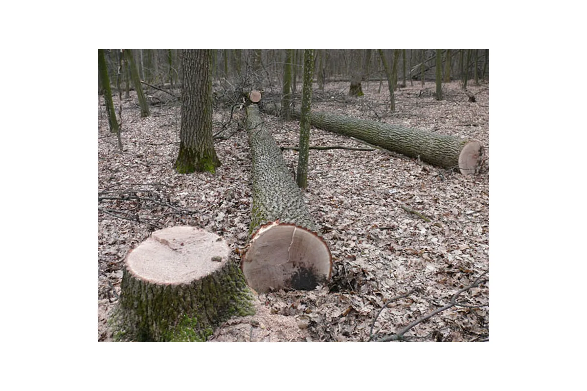 Зрубали дерев на півмільйона - майстра лісу та лісничого підозрюють у незаконній порубці