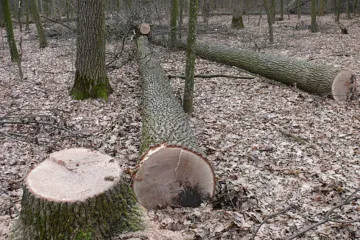 ​Зрубали дерев на півмільйона - майстра лісу та лісничого підозрюють у незаконній порубці