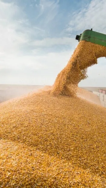 ​Росія могла викрасти українського зерна на пів мільярда доларів