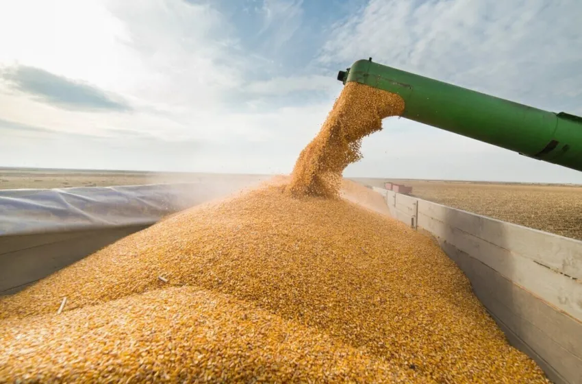 Росія могла викрасти українського зерна на пів мільярда доларів