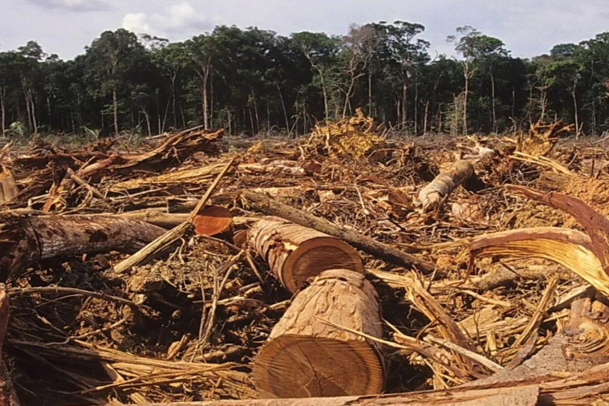 Незаконне вирубування лісів