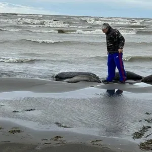 ​Кількість загиблих тюленів на узбережжі Каспійського моря збільшилася вдвічі – до 2,5 тисячі особин