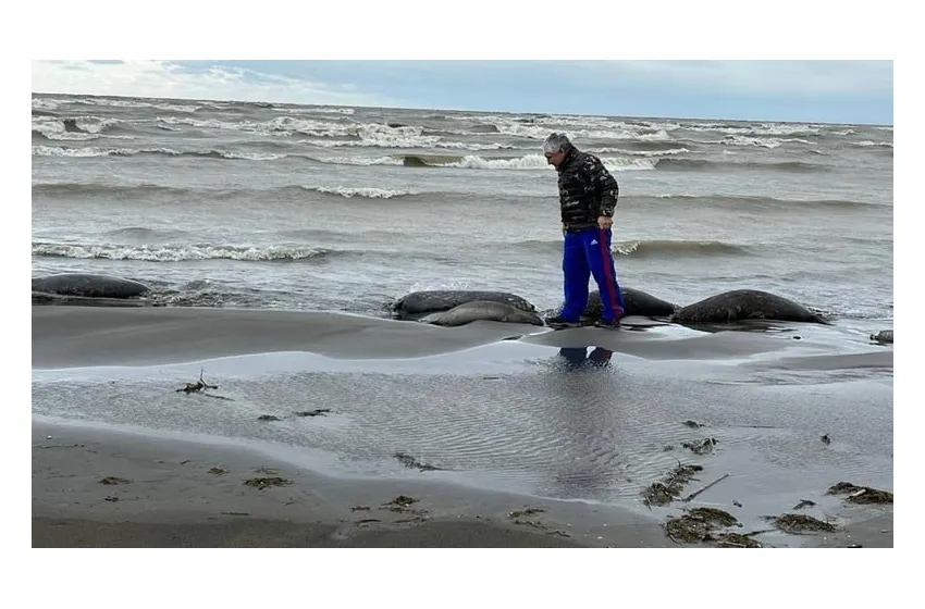 Кількість загиблих тюленів на узбережжі Каспійського моря збільшилася вдвічі – до 2,5 тисячі особин