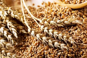 ​В Україні зріс показник експортованого зерна