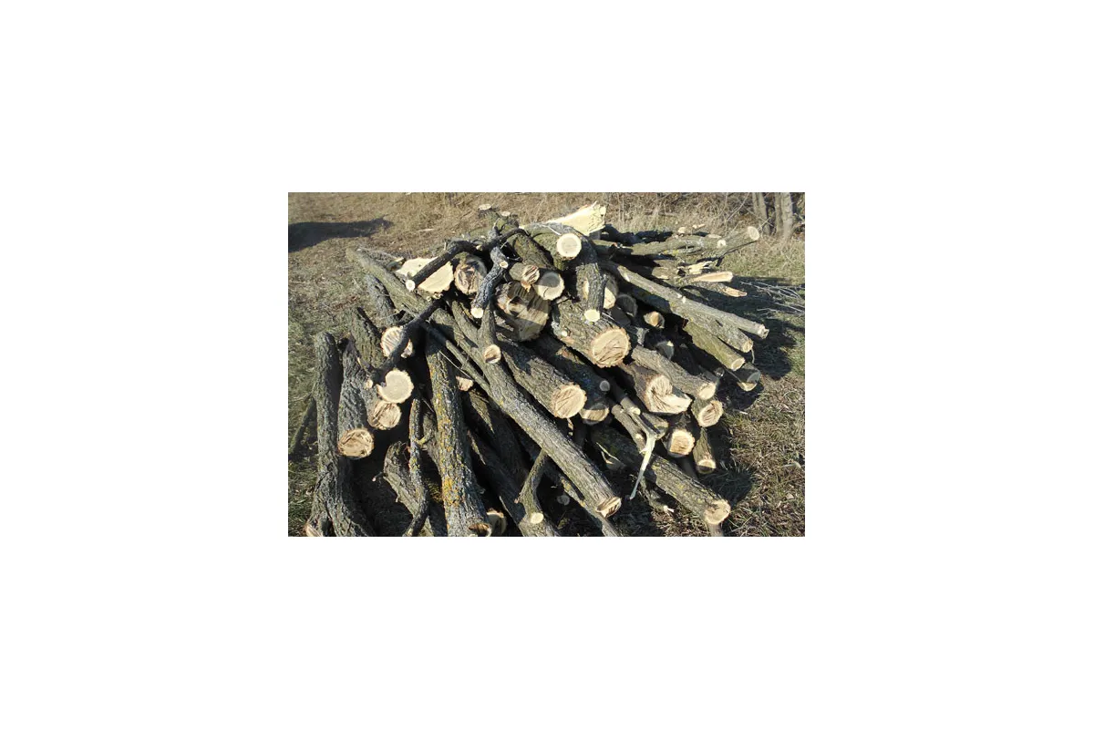Прокуратура домоглась стягнення з «чорного лісоруба» понад 23 тис грн за незаконну порубку дерев
