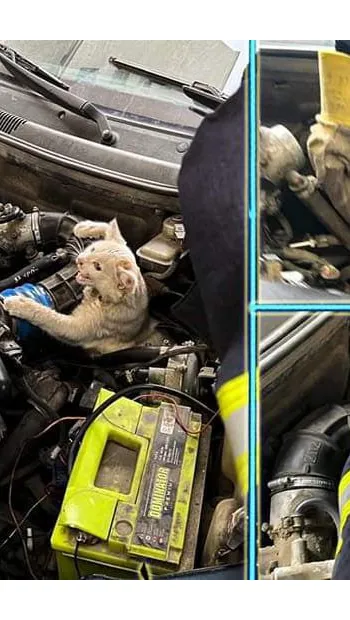 ​На Хмельниччині рятувальники визволили кошеня, яке застрягло в автівці, ховаючись від холоду