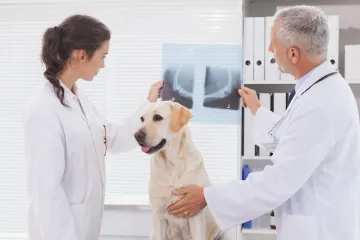 ​Різновиди ветеринарних апаратів для рентгену