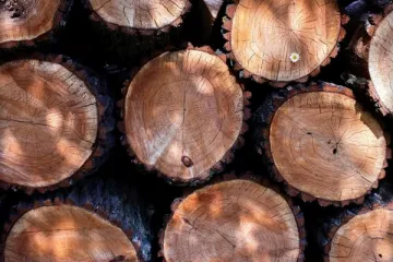 ​Незаконна порубка дерев може коштувати двом «лісорубам» до 5 років за ґратами