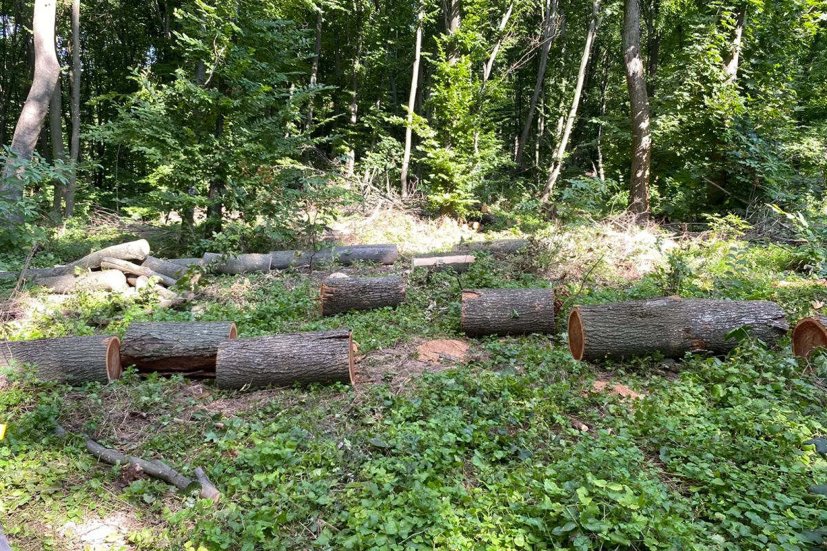  Незаконна порубка майже 3 тис дерев на 15,5 млн грн – підозрюються експосадовець Держагентства з управління зоною відчуження та лісничий 