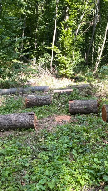​ Незаконна порубка майже 3 тис дерев на 15,5 млн грн – підозрюються експосадовець Держагентства з управління зоною відчуження та лісничий 