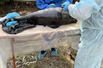 ​Через агресію рф у Чорному морі масово гинуть дельфіни: Офіс Генпрокурора розслідує екоцид