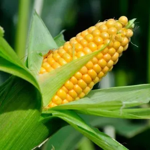 ​Результати застосування PROVEOSTAR на кукурудзі