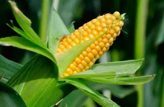 Результати застосування PROVEOSTAR на кукурудзі