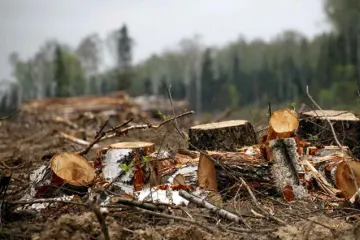 ​Служебная халатность сотрудников лесничества в Закарпатской области привела к много миллионным убыткам