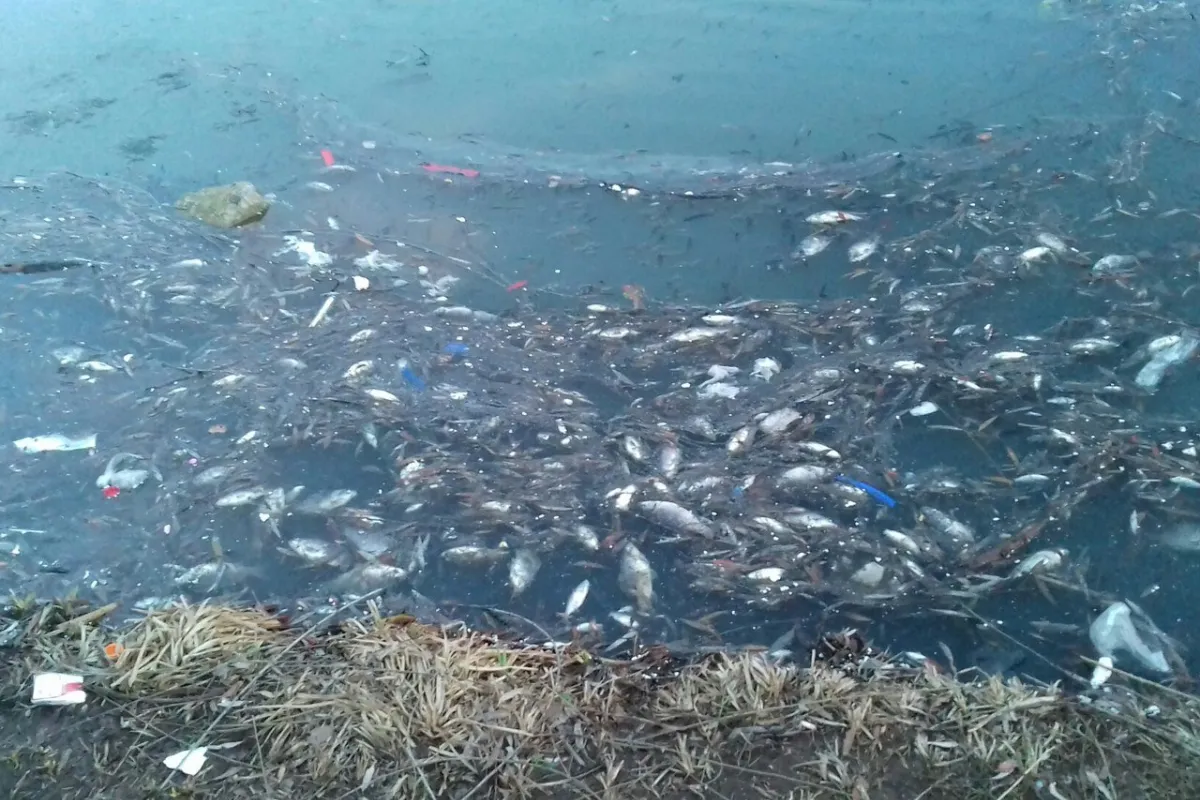 На озері під Дніпром загинуло майже 400 тисяч карасів і сазанів