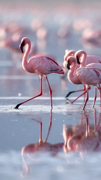 ​Інформаційне агентство : ООН: День перелітних птахів: в Нур-Султан вперше за багато років прилетіли рожеві фламінго