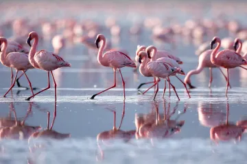 ​Інформаційне агентство : ООН: День перелітних птахів: в Нур-Султан вперше за багато років прилетіли рожеві фламінго