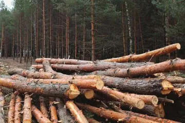 ​Незаконна вирубка лісів в Україні